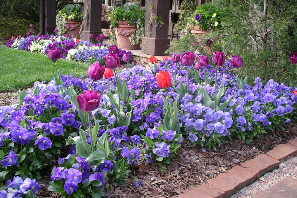 Fabulous Fall & Winter Seasonal Color-Welcoming Spring With Rising Tulips image
